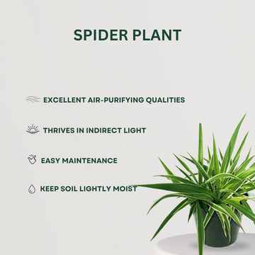 Clean air indoor plants set